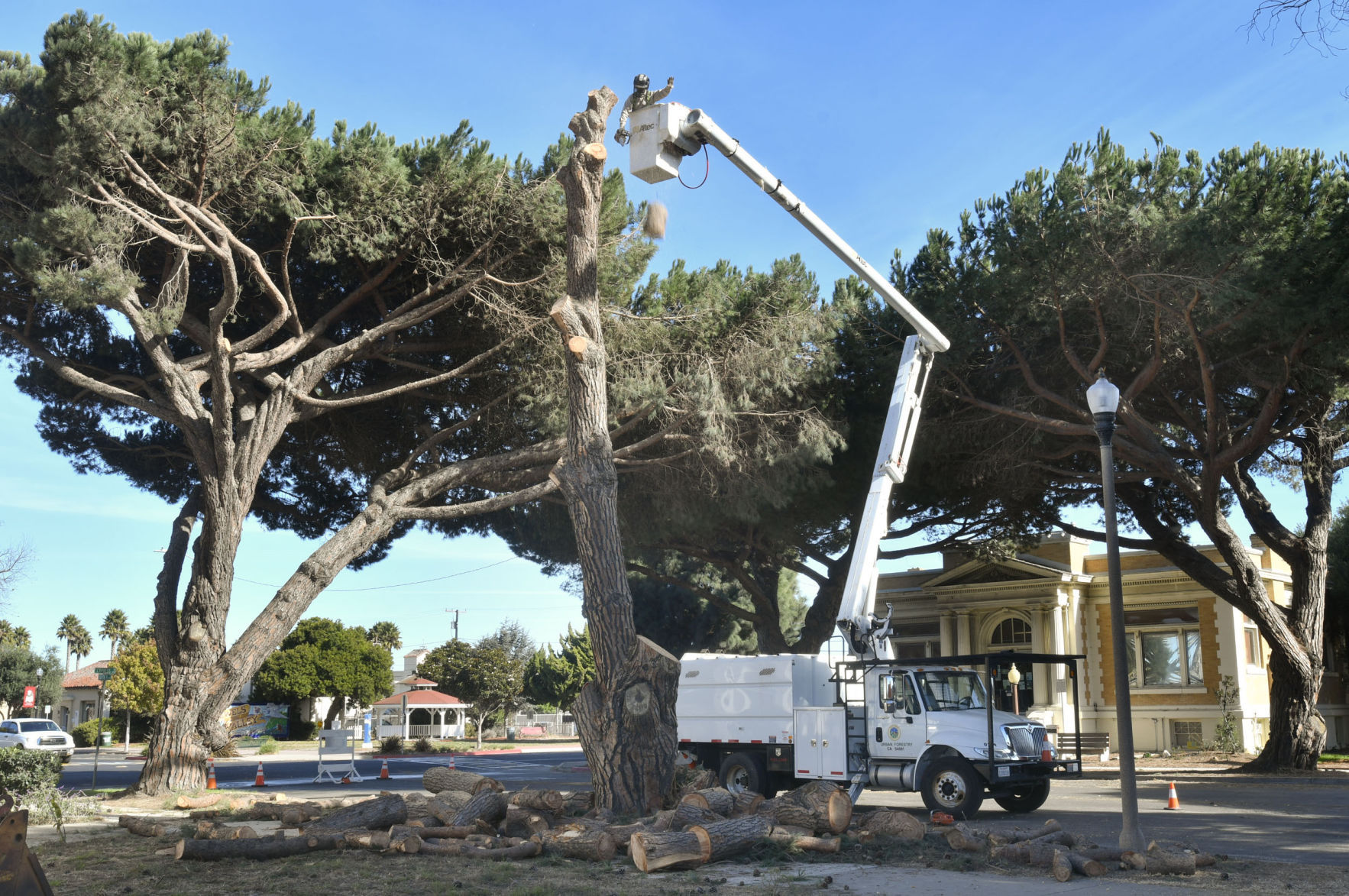 112817 Stone pine cut.jpg